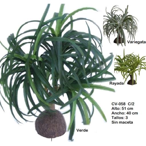 DRACENA TRONCOx3 51cm