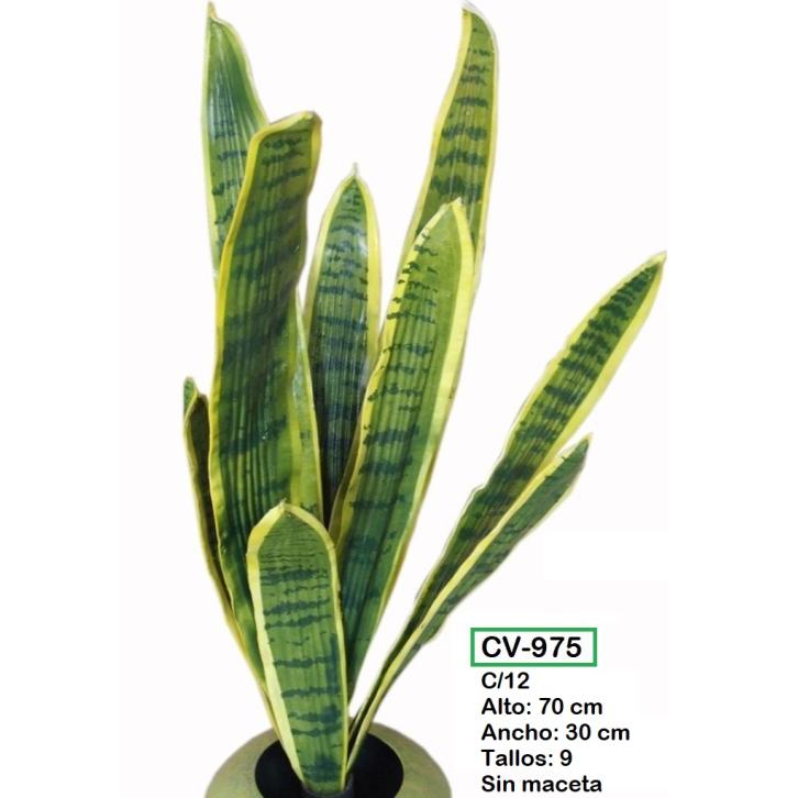 SANSEVIERIA  x9 PLANTA 70 CM