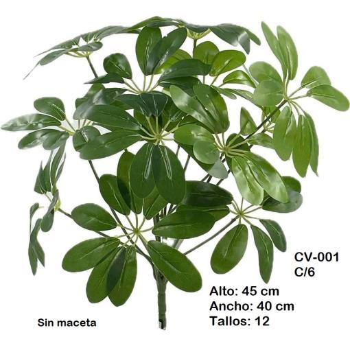 PLANTA SCHEFFLERA